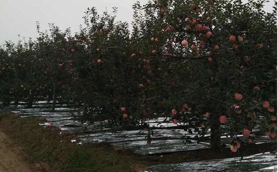 ความกว้าง 20-2300 มม. Apple Tree Flective Agriculture ฟิล์ม CPP Metalized