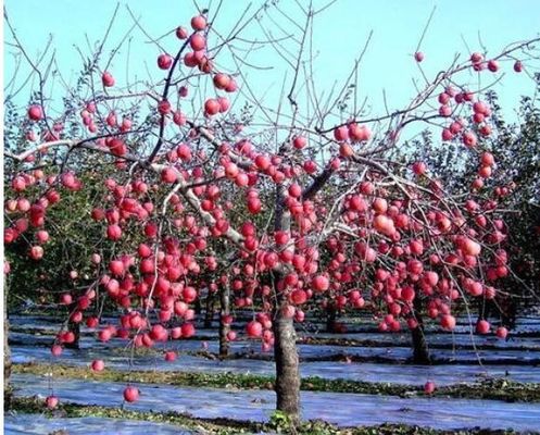 Apple Tree Greenhouse ฟิล์มเกษตร 12 ไมครอนย่อยสลายได้ทางชีวภาพ