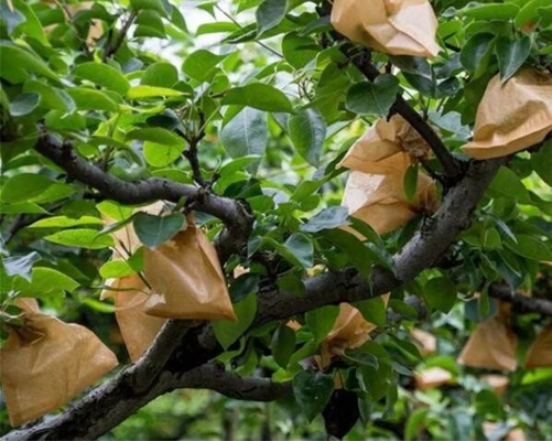 เวียดนามผลไม้ปลูกป้องกันห่อมะม่วงถุงกระดาษกันน้ำ