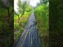 PP ด้วยความสามารถในการผ่าน UV สีดําและสีเขียว การกําจัดพืชพืชพืชพืช