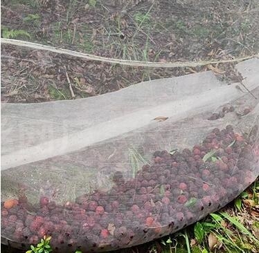 100% PE สีขาวใส สีเรือนกระจก Anti Insect Net สําหรับพืชและองุ่น