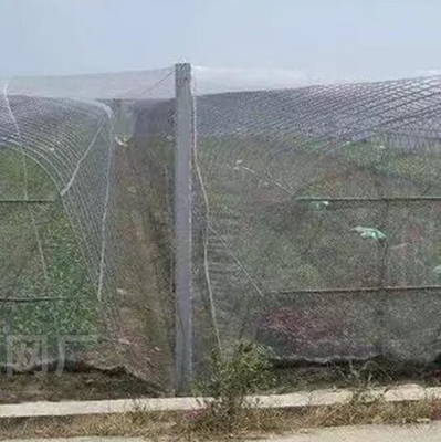 100% PE สีขาวใส สีเรือนกระจก Anti Insect Net สําหรับพืชและองุ่น