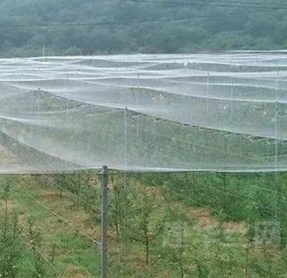 100% PE สีขาวใส สีเรือนกระจก Anti Insect Net สําหรับพืชและองุ่น