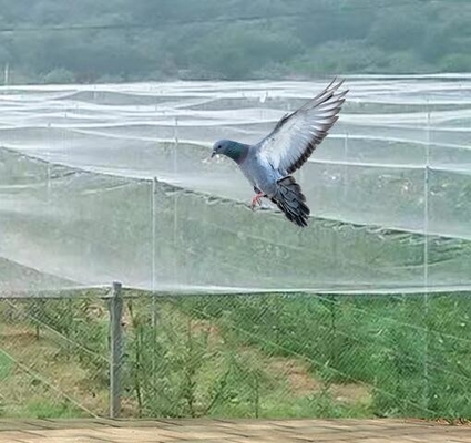 40 50 60 Mesh 125g การเกษตรเรือนกระจก Anti-Insect Net ด้วยการพิมพ์ที่ยอมรับ